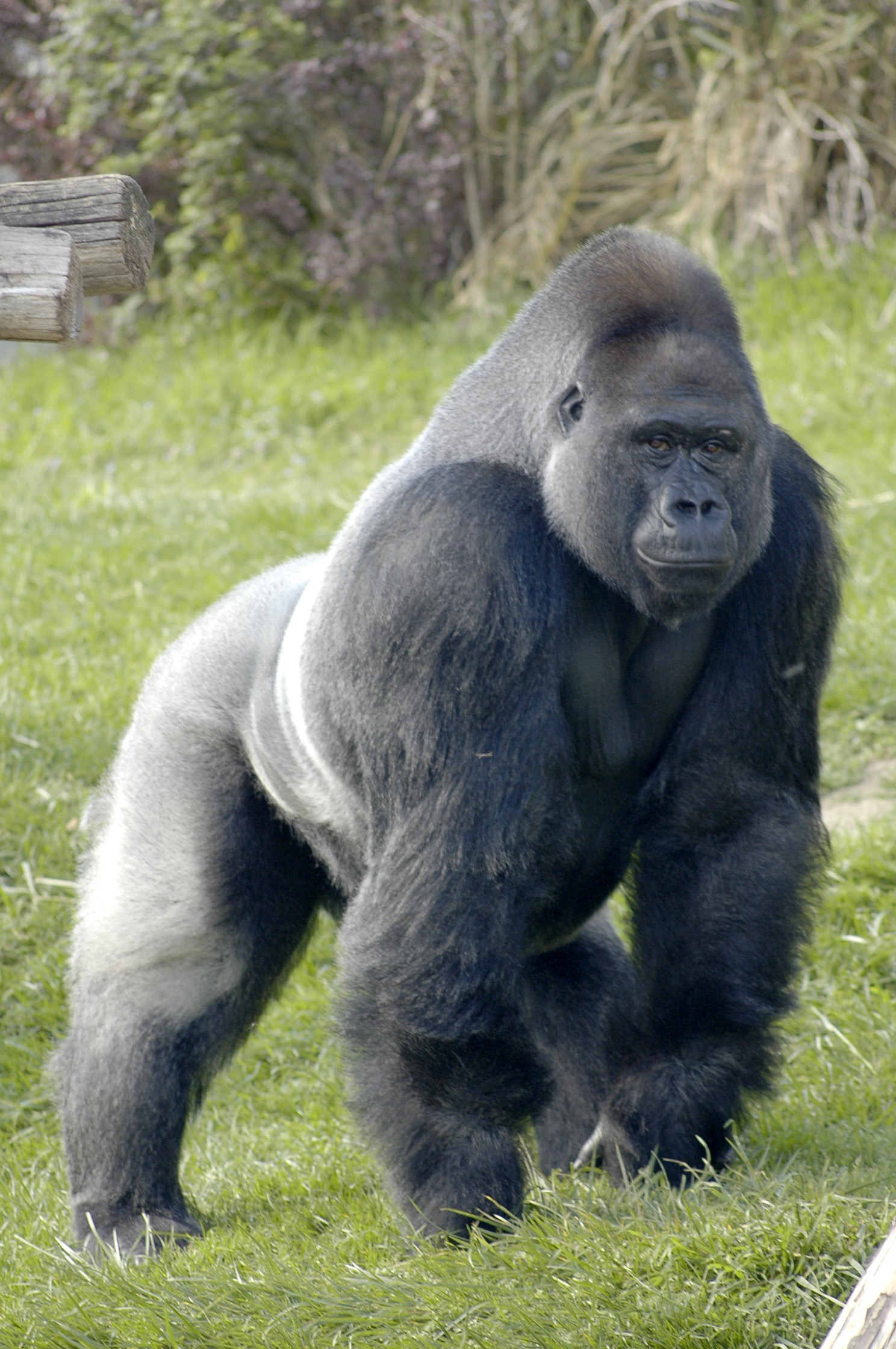Protection des Grands singes (Gorilles) et maintien de la biodiversité