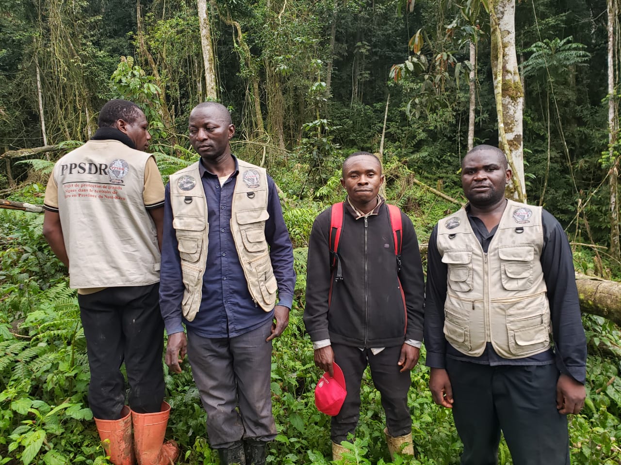 Les espèces à risques d'extinction visés par l'action de PPSDR dans la conservation à base communautaire en Territoire de Lubero dans le Corridor Kivu Est Kinshasa